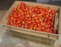 Stackable ventilated plastic crates for tomatoes